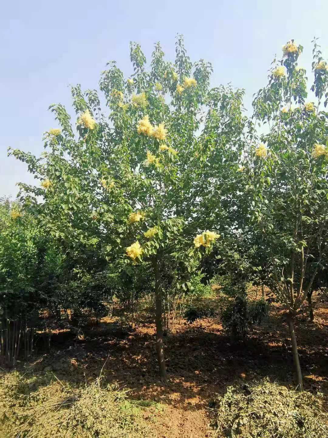  黄金丁香苗价格