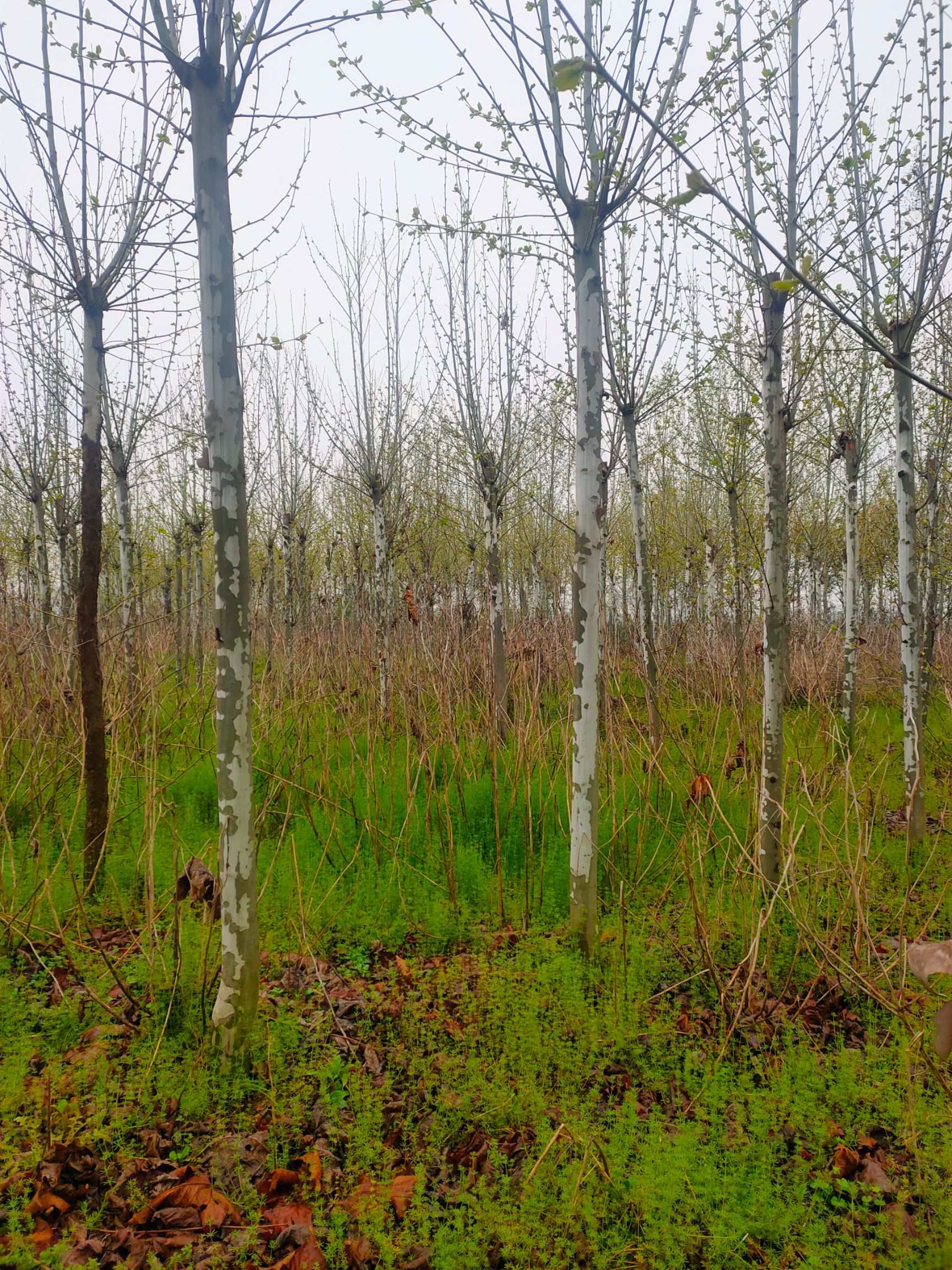 法国梧桐 精品法桐