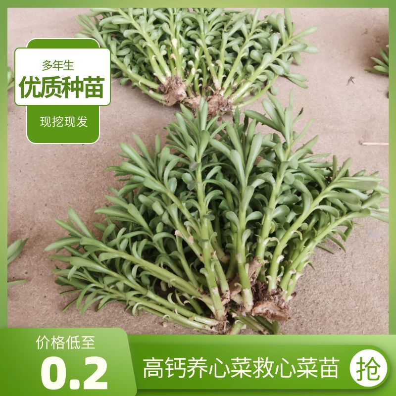 曲周县救心菜种苗 景天三七种苗 高钙养心菜费菜种苗基地直供批发