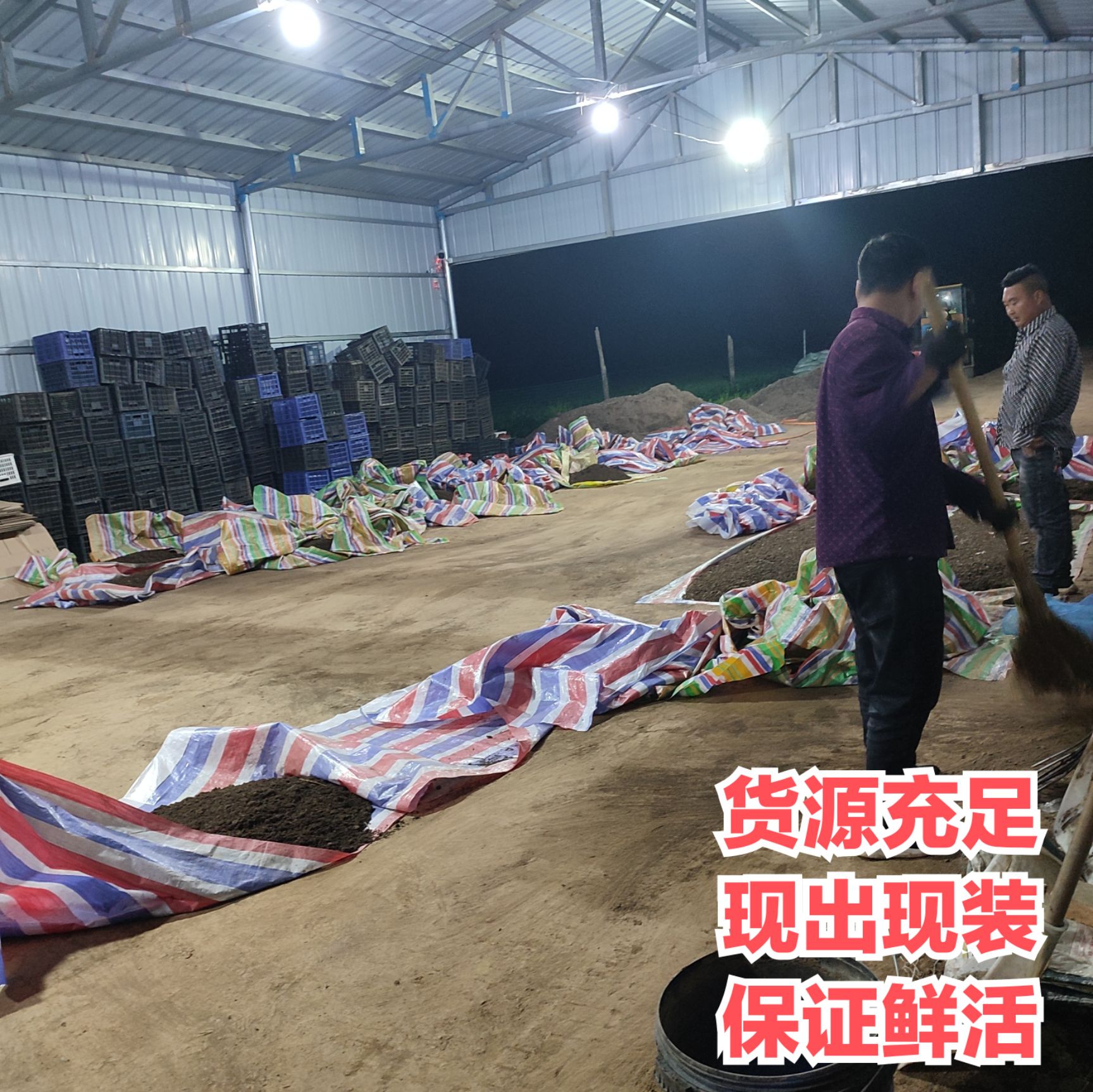 赤子爱胜蚓  基地直供，活体蚯蚓，散装蚯蚓，蚯蚓种苗。