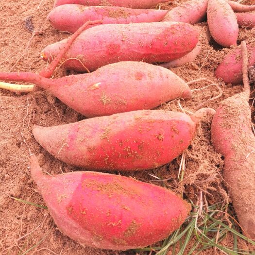 遂溪县红心红薯  正宗农家红薯新鲜现挖沙地红薯香甜番薯地瓜山芋批发