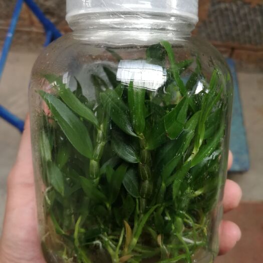 砚山县铁皮石斛种苗批发