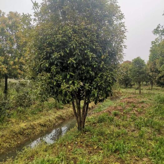 武汉桂花树 各规格桂花