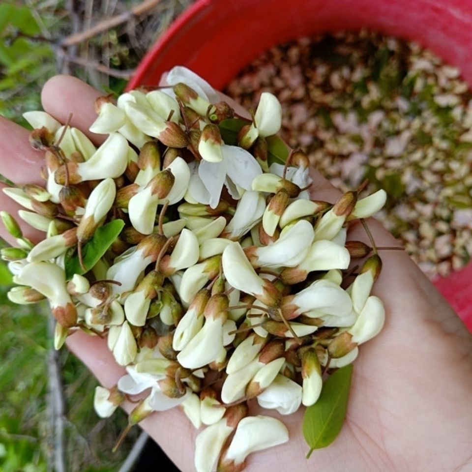 河北槐花杨槐花