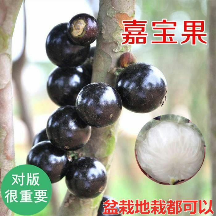 沙巴嘉宝果树12年大苗 当年结果 树葡萄苗珍宝果树