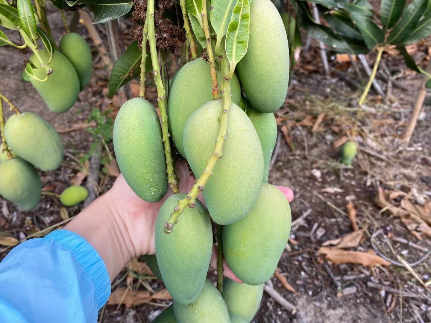 台农芒 海南热带芒三亚小台芒