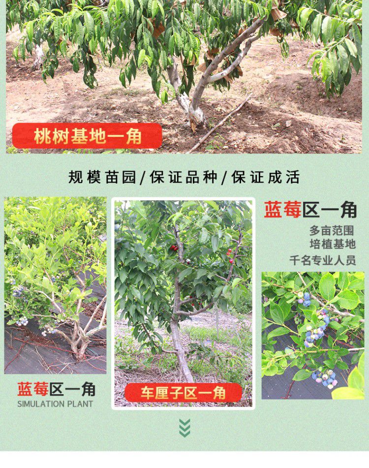  嫁接鹰嘴桃苗当年结果血桃油桃水蜜桃树苗黄桃树苖冬桃树果苗