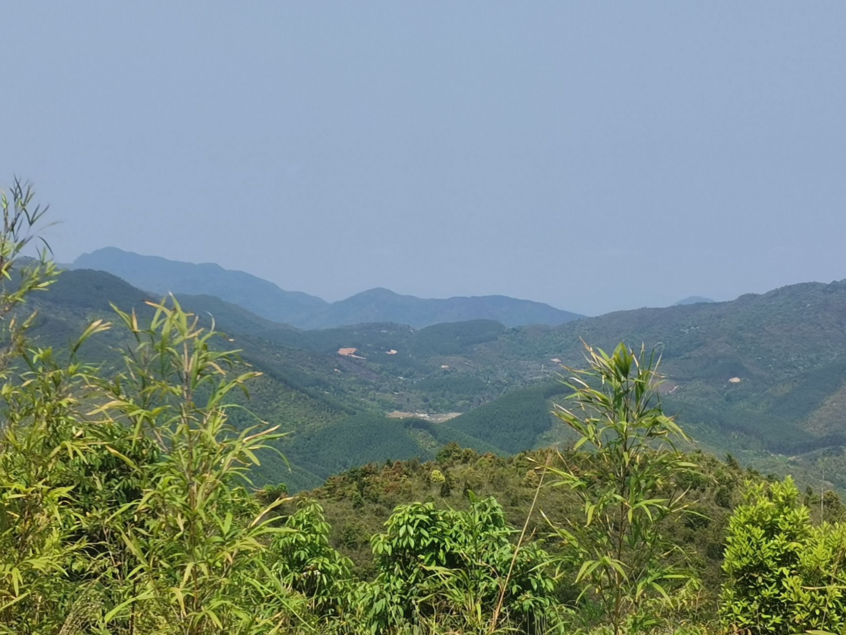 云雾茶  高山炒茶绿茶，