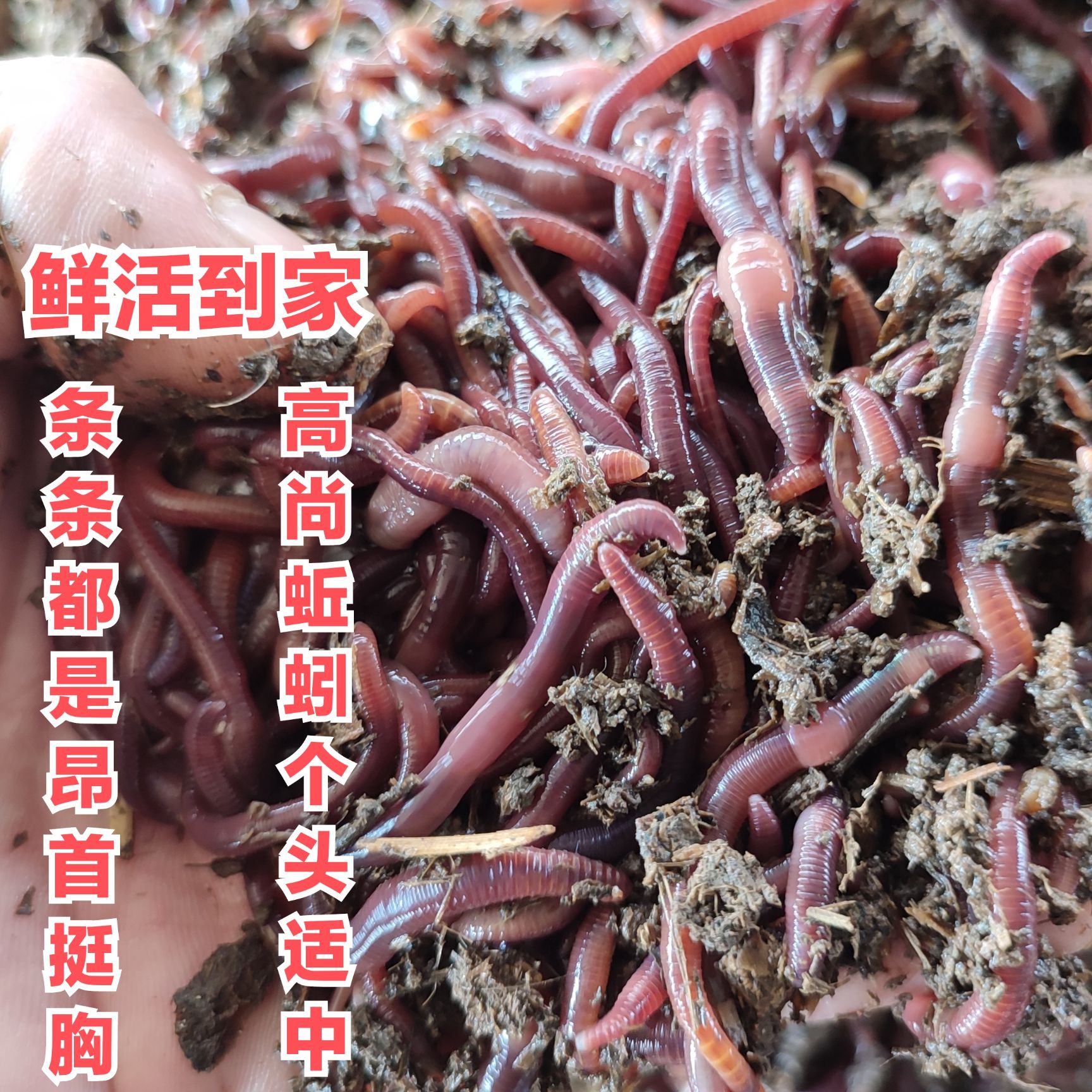赤子爱胜蚓  基地直供，活体蚯蚓，散装蚯蚓，蚯蚓种苗。