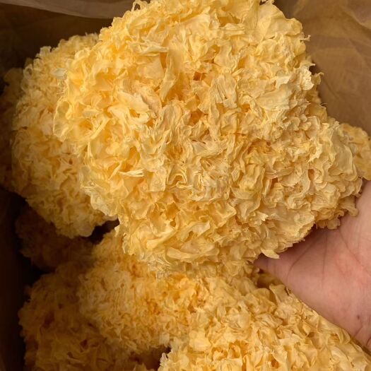 郑州椴木银耳  原色银耳