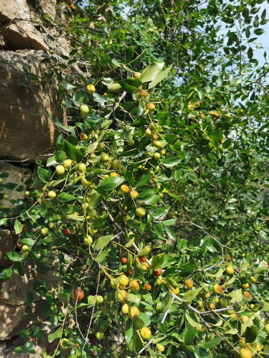 纯野生酸枣 泡水睡眠茶新鲜现摘零食野酸枣500g包邮