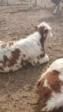 肉牛  自繁殖，自销售西门塔牛