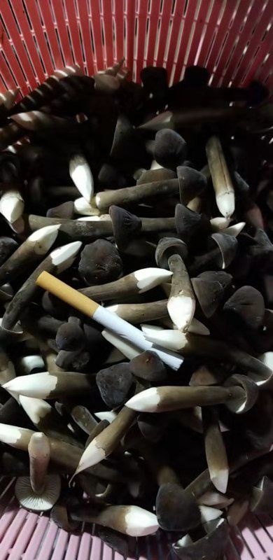 济宁黑皮鸡枞菌