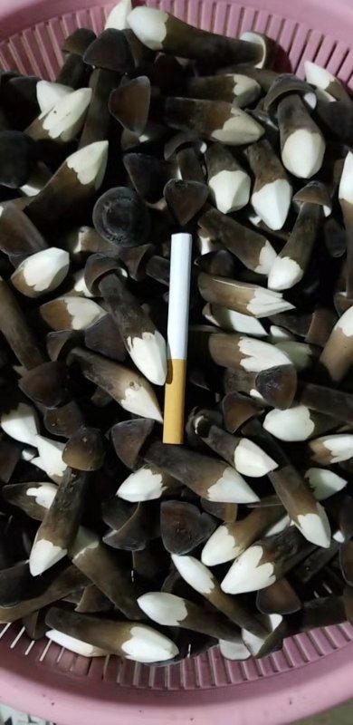 济宁新鲜黑皮鸡枞菌