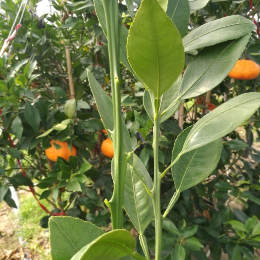 象山县甘平枝条接穗，货真，价实！