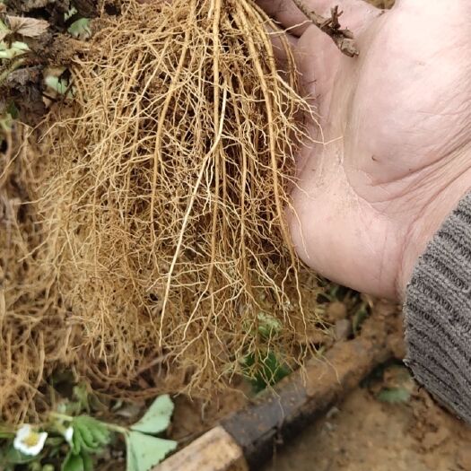 中牟县 天仙醉，贵妃草莓苗