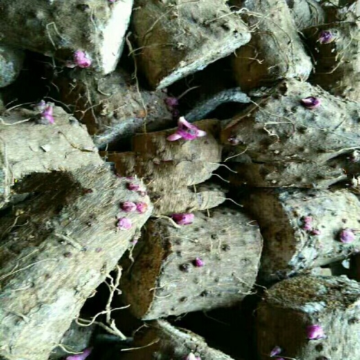 梧州紫色肉山药种子