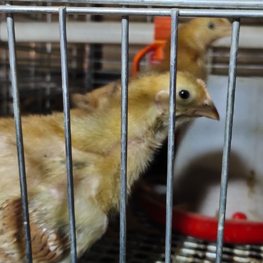子洲县麻鸡苗 380红公鸡脱温鸡苗