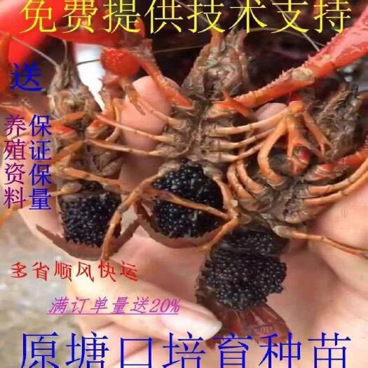 沭阳县 龙虾苗.淡水小龙虾苗，全国包运包邮