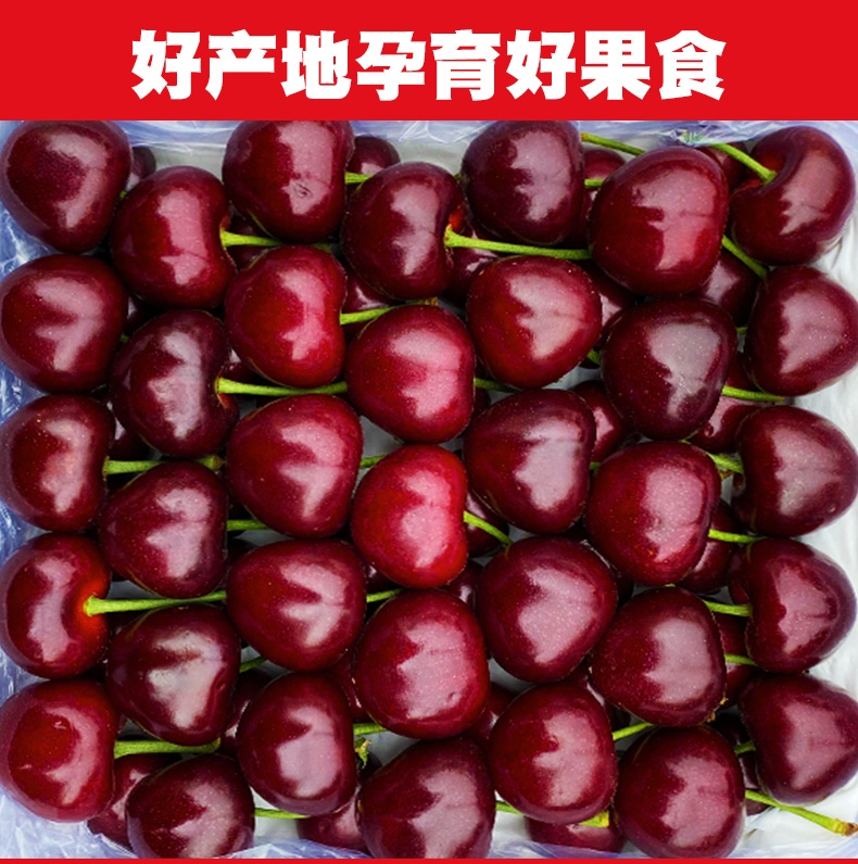 紅燈櫻桃批發(fā)美早，先鋒薩密托