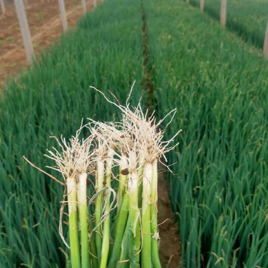 潍坊早熟铁杆大葱苗子 优质铁杆葱苗