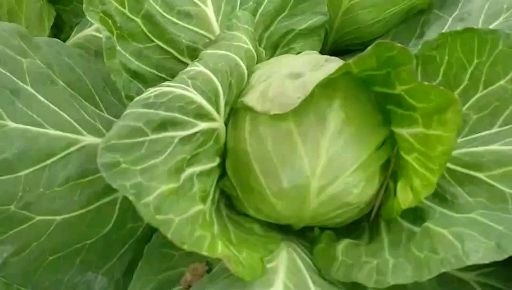 邯郸奥奇娜甘蓝  甘蓝包菜大批量上市