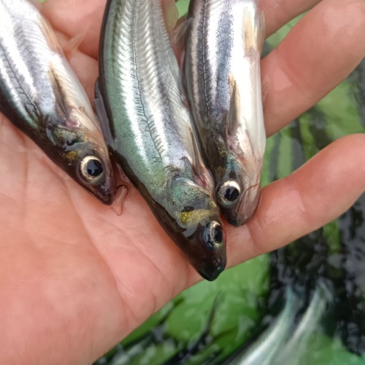 南宁长白巴沙鱼苗，抗菌强大生猛，寻求客户养殖，规格均匀，育场直销