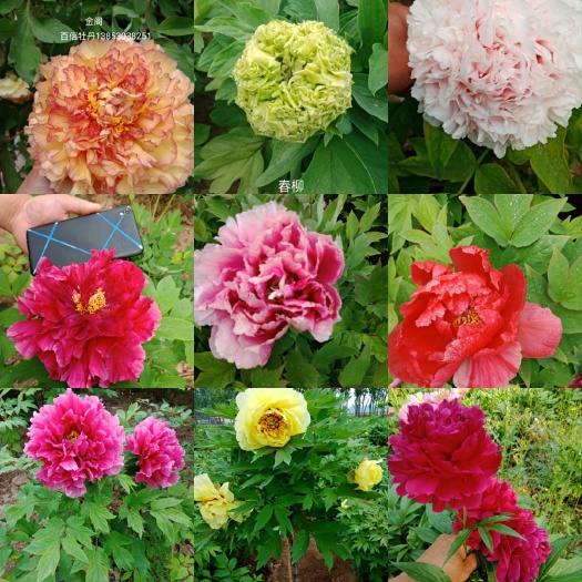 菏泽精品观赏牡丹，基地直销，现挖现买 重瓣花做良心商家