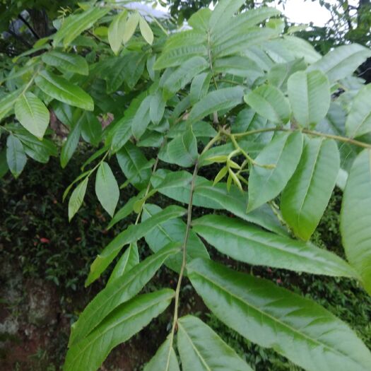 东安县青钱柳叶  青钱柳干叶，大片的叶子。