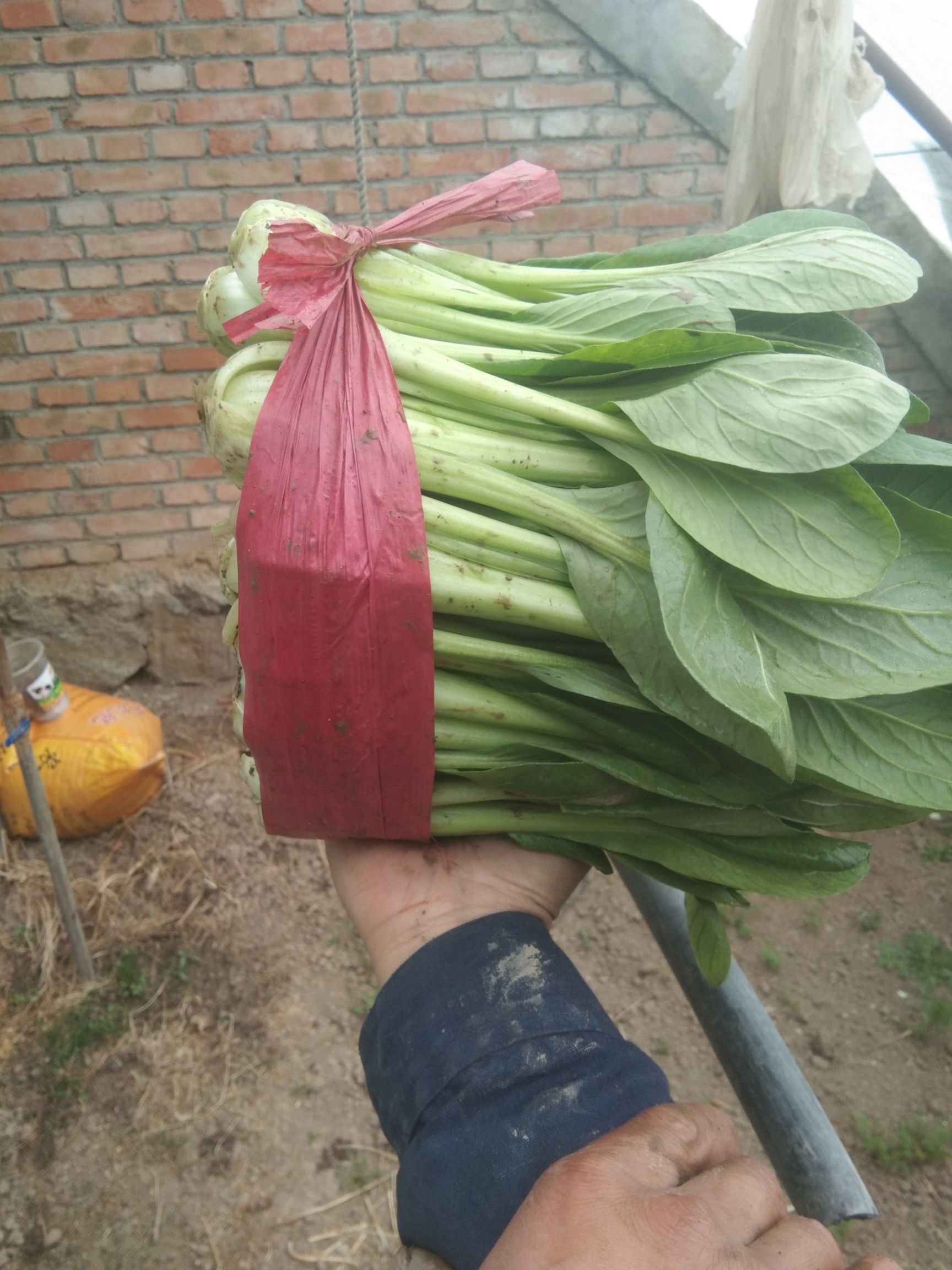 山油菜  小油菜，