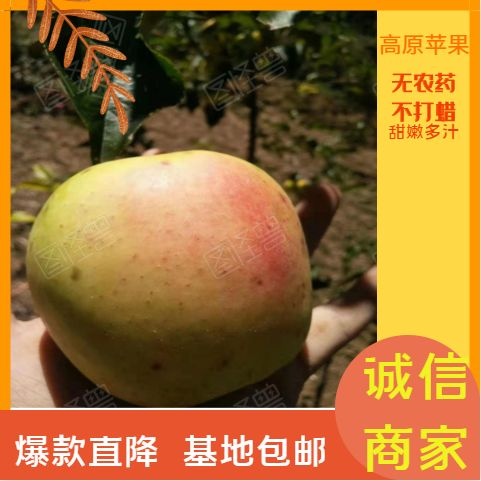 丹巴县青苹果  丹巴县 天然，无药品添加剂