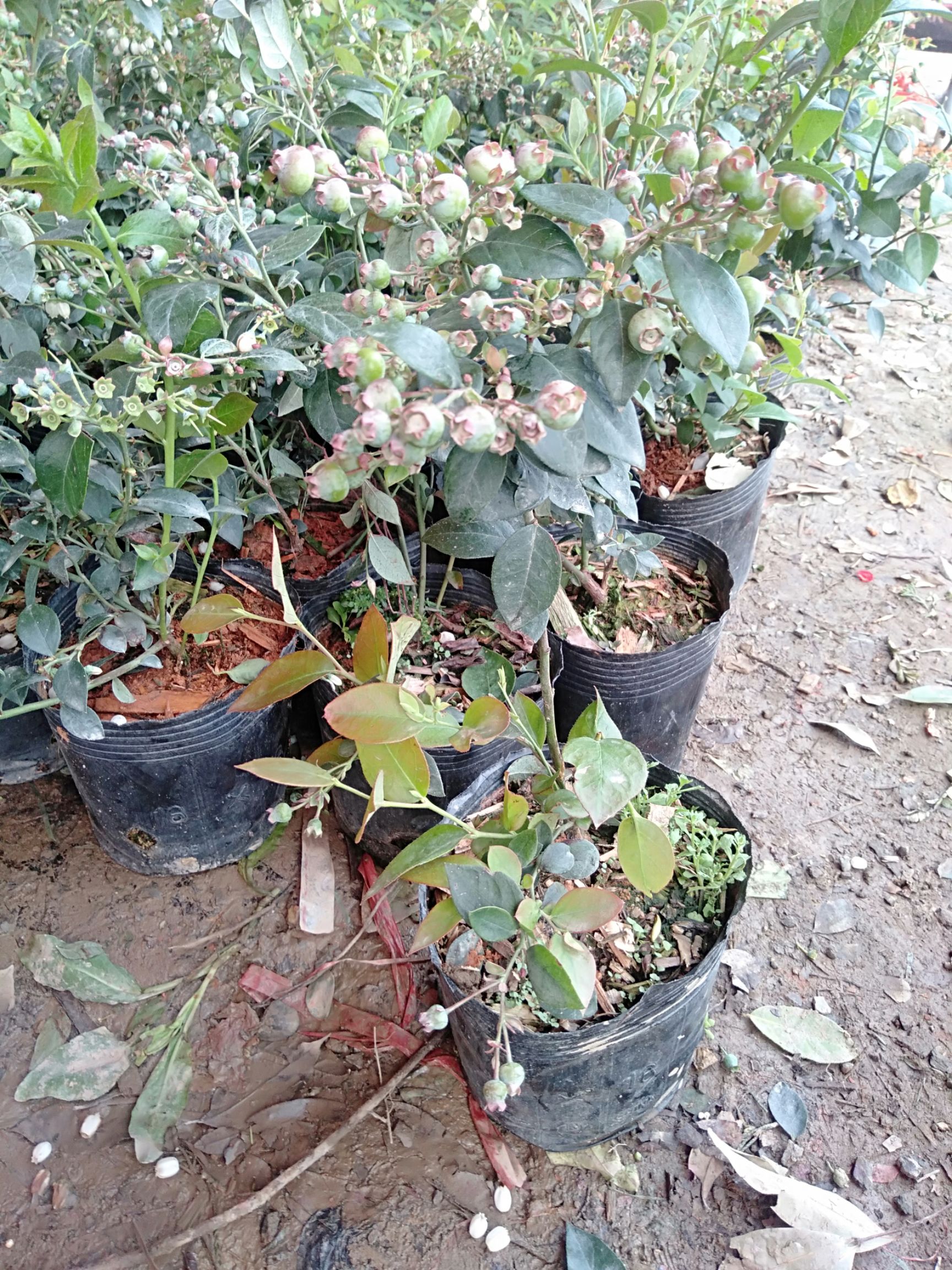 蓝丰蓝莓苗  广西蓝莓苗，带花苞发货，分叉花苞特别多，基地直