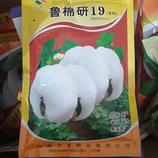 安阳县棉花种子  鲁棉研19