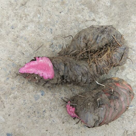 岷县 拳参  草血竭 草河车