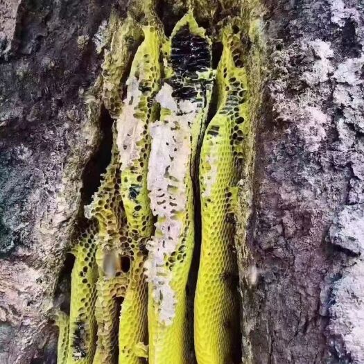 勐海县野蜂蜜 黑蜂蜜，全世界最稀缺的黑蜂蜜，营养价值高