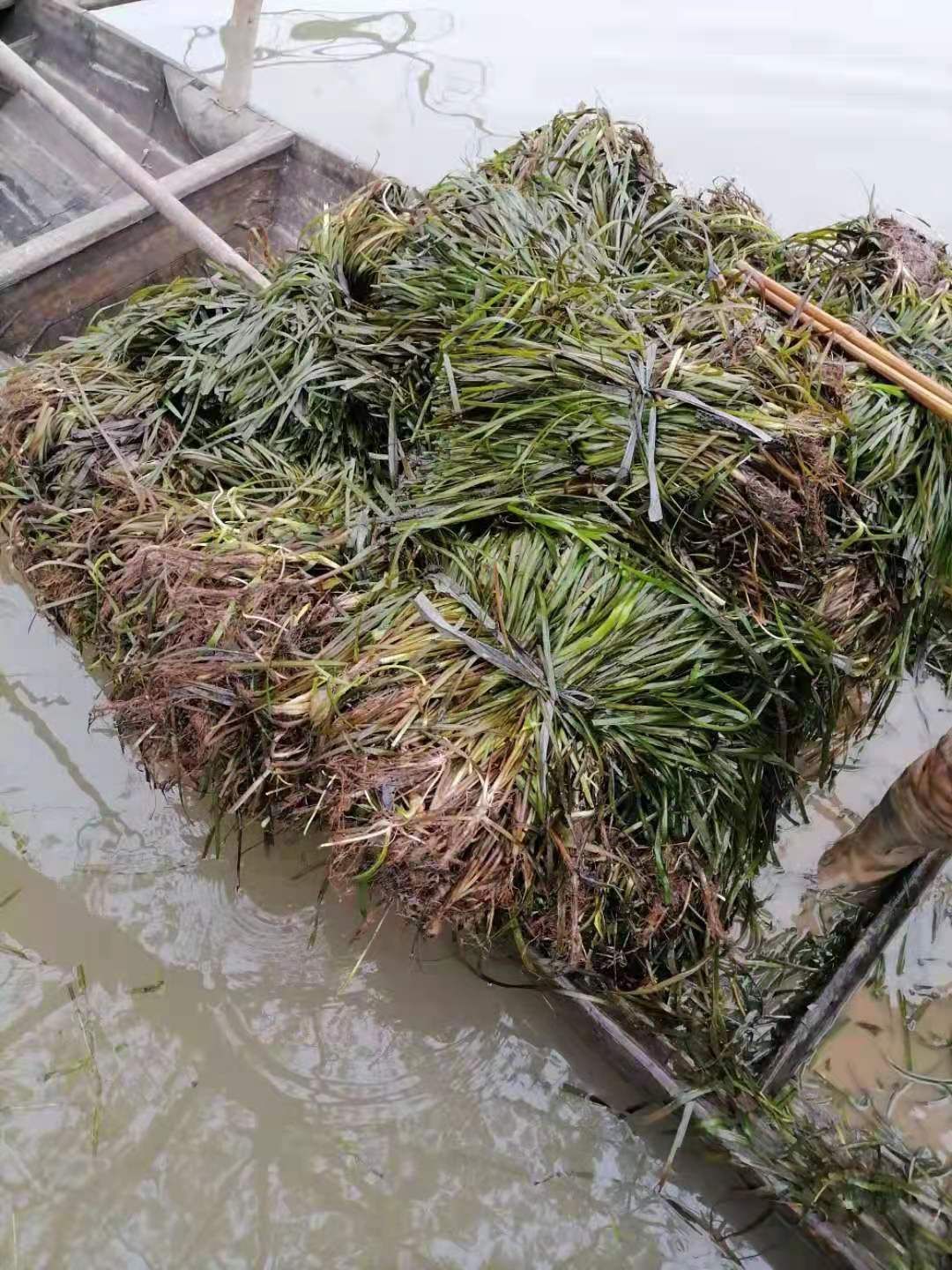 苦草 扁担草