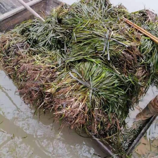 赤壁市苦草 扁担草