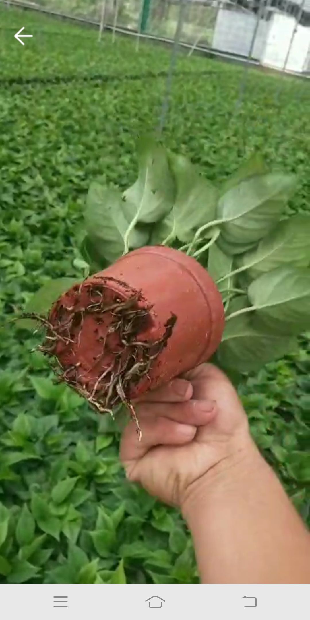 110绿萝，兴盛优选平台，社区团购，电商水培基地直供