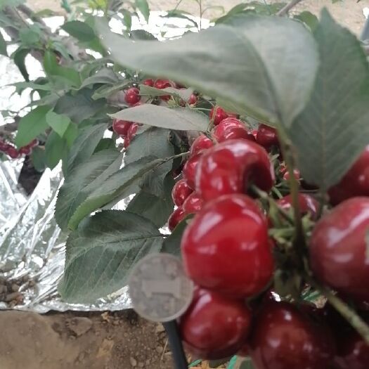 瓦房店市美早樱桃 特大美早果王