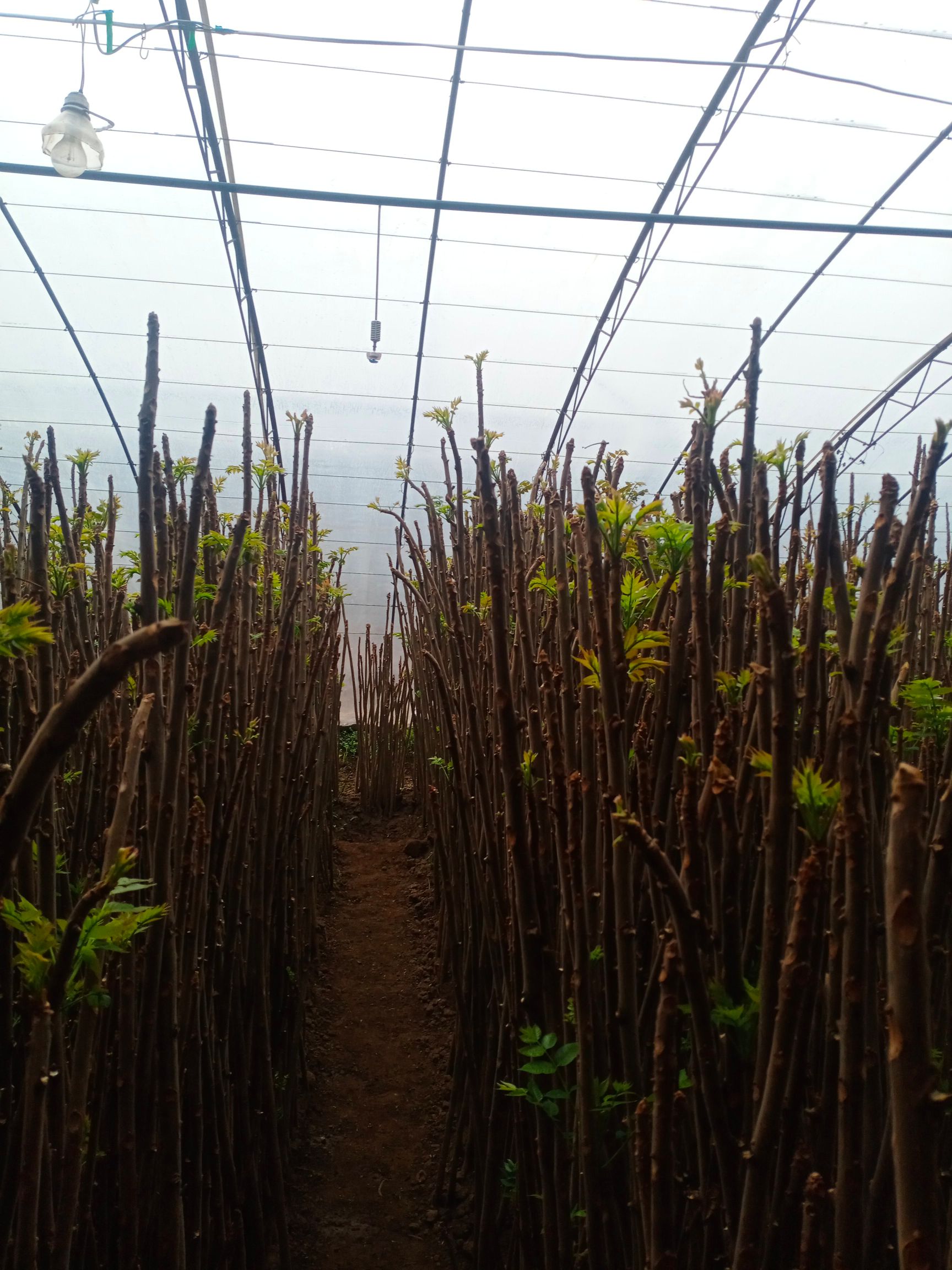 华阴市树枝  大量出棚香椿树苗，当材火处理一吨150元，价格可商议。