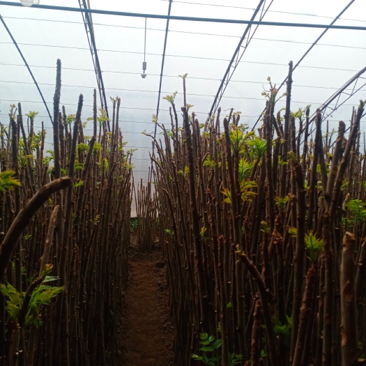 华阴市树枝  大量出棚香椿树苗，当材火处理一吨150元，价格可商议。