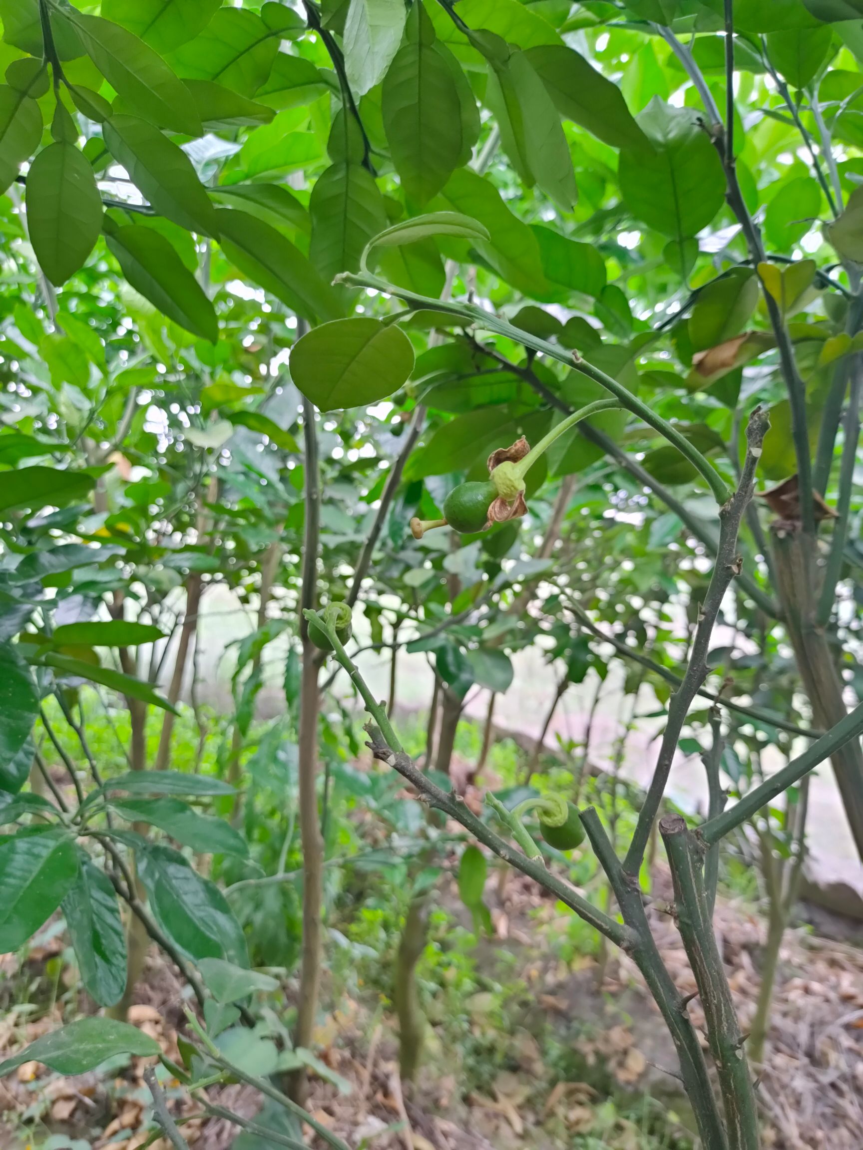 桂柚一号苗 沙田柚桂柚一号