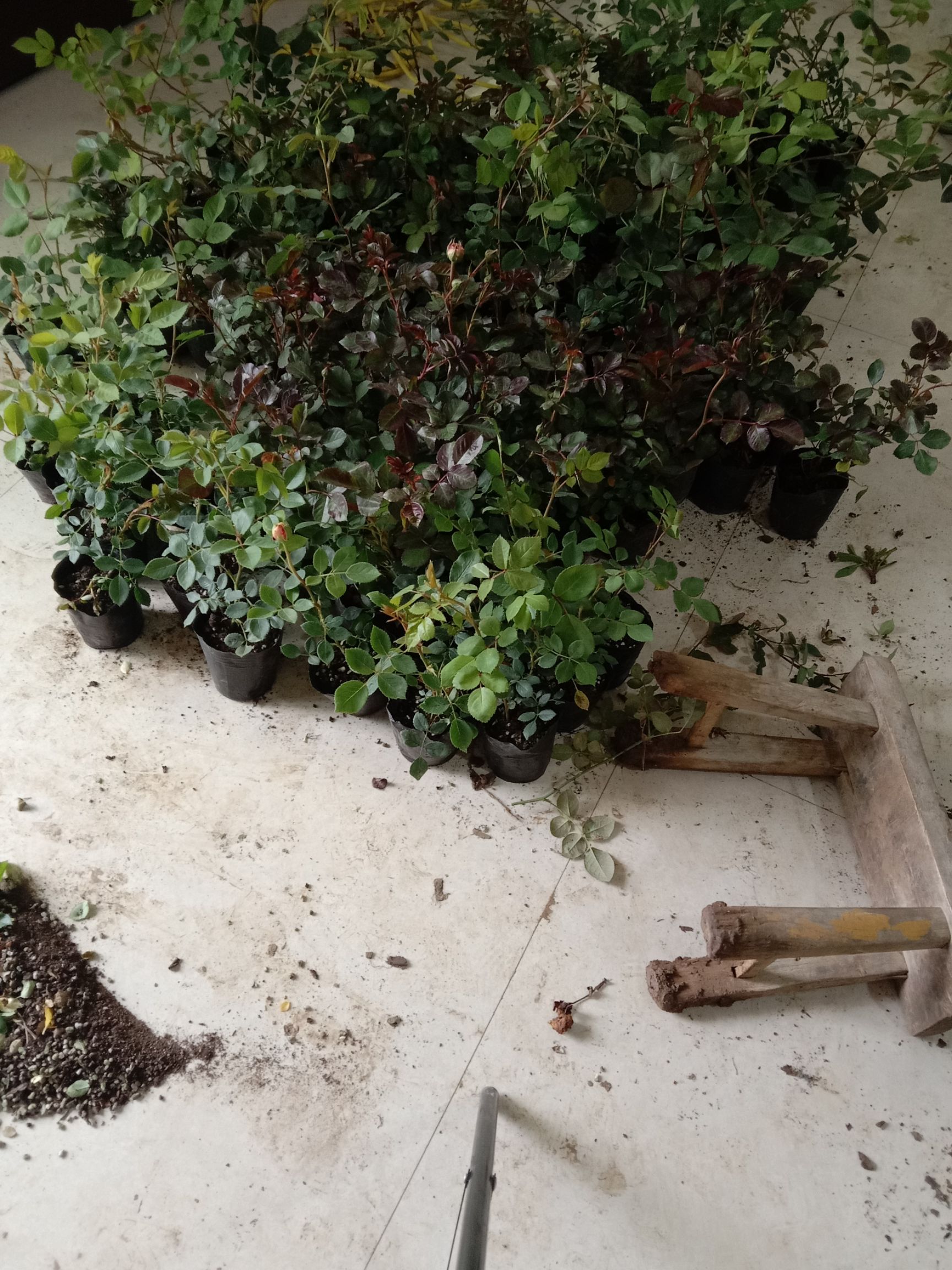 蔷薇苗藤本月季