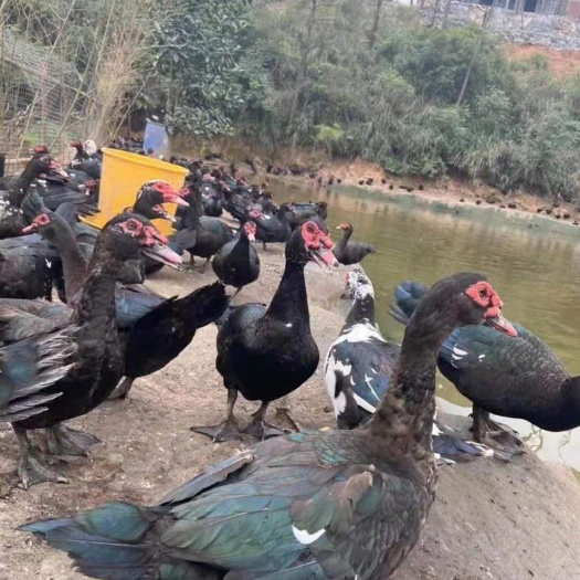 南宁黑番鸭苗