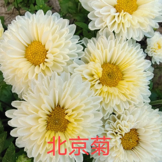 鹿邑县 菊花苗北京菊老根苗，金丝皇菊苗，大板菊苗，婺源黄菊苗，贡菊苗