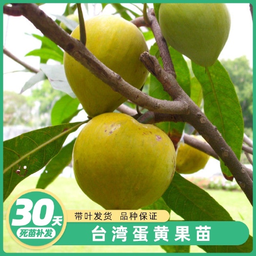 灵山县蛋黄果苗 正宗鸡蛋果树苗蛋黄果树苗名贵仙桃水果树苗盆栽地栽带土带叶