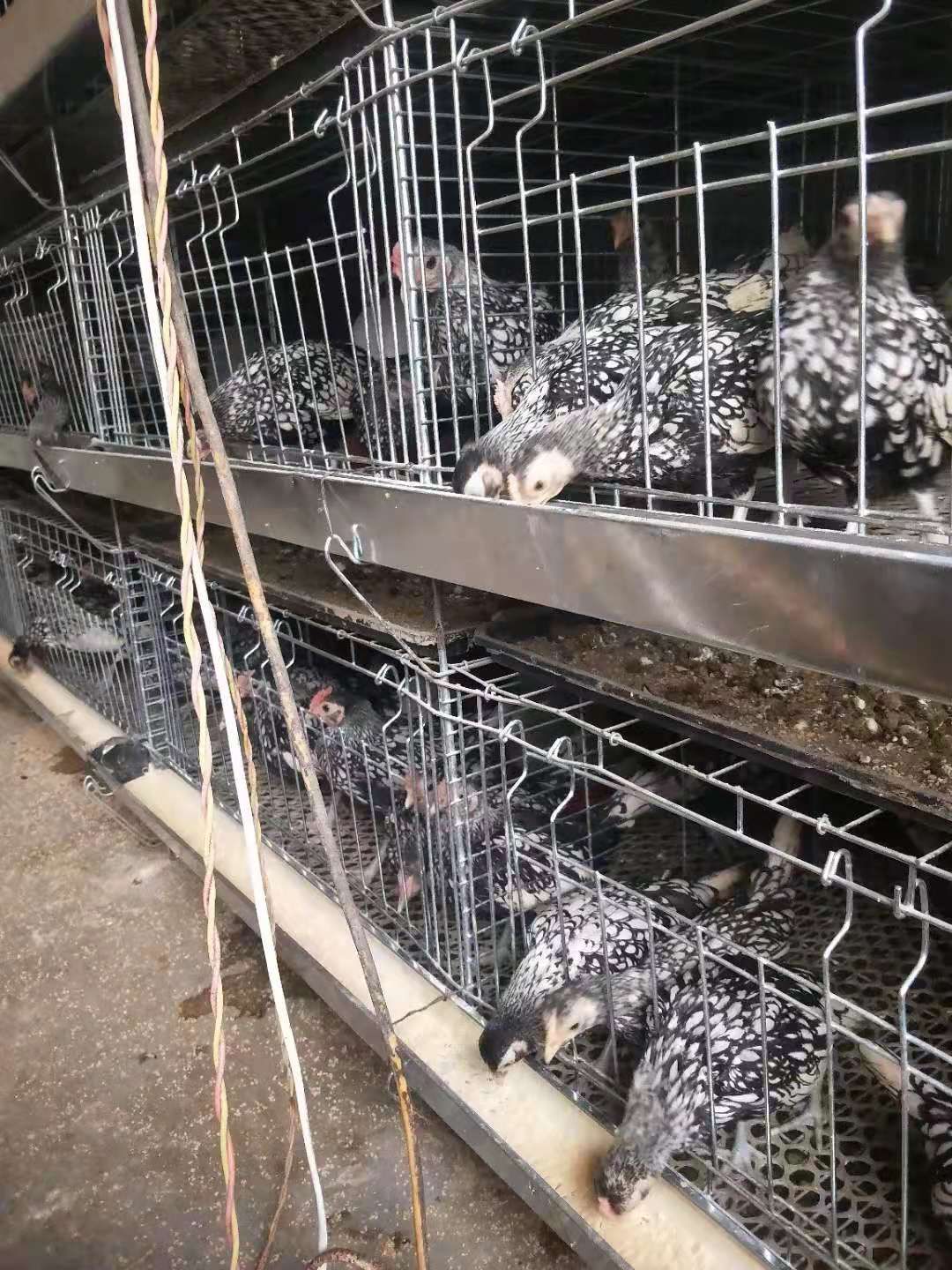 长尾鸡  黑白花波兰大量出售，喜欢的联系，价格优惠