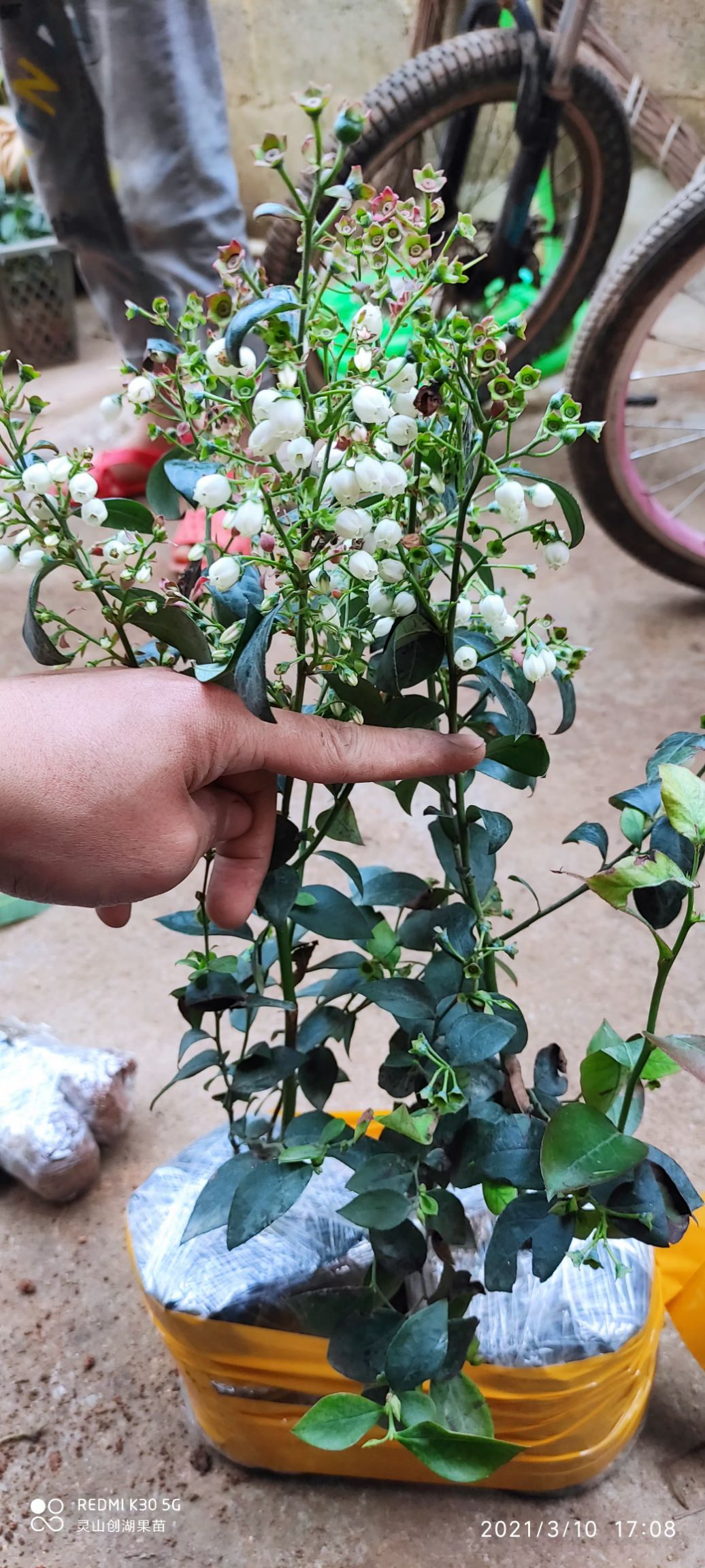 蓝丰蓝莓苗  广西蓝莓苗，带花苞发货，分叉花苞特别多，基地直