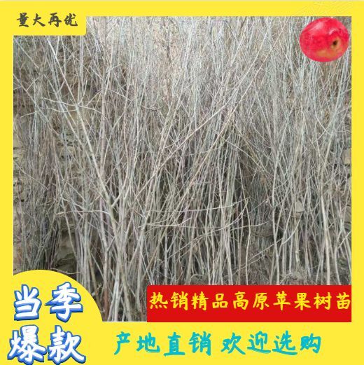 丹巴县丹巴县优质苹果树苗
