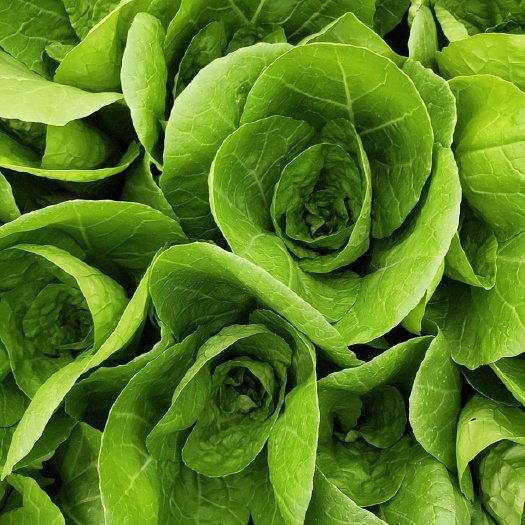 南通中颗毛白菜 小白菜  杭白菜